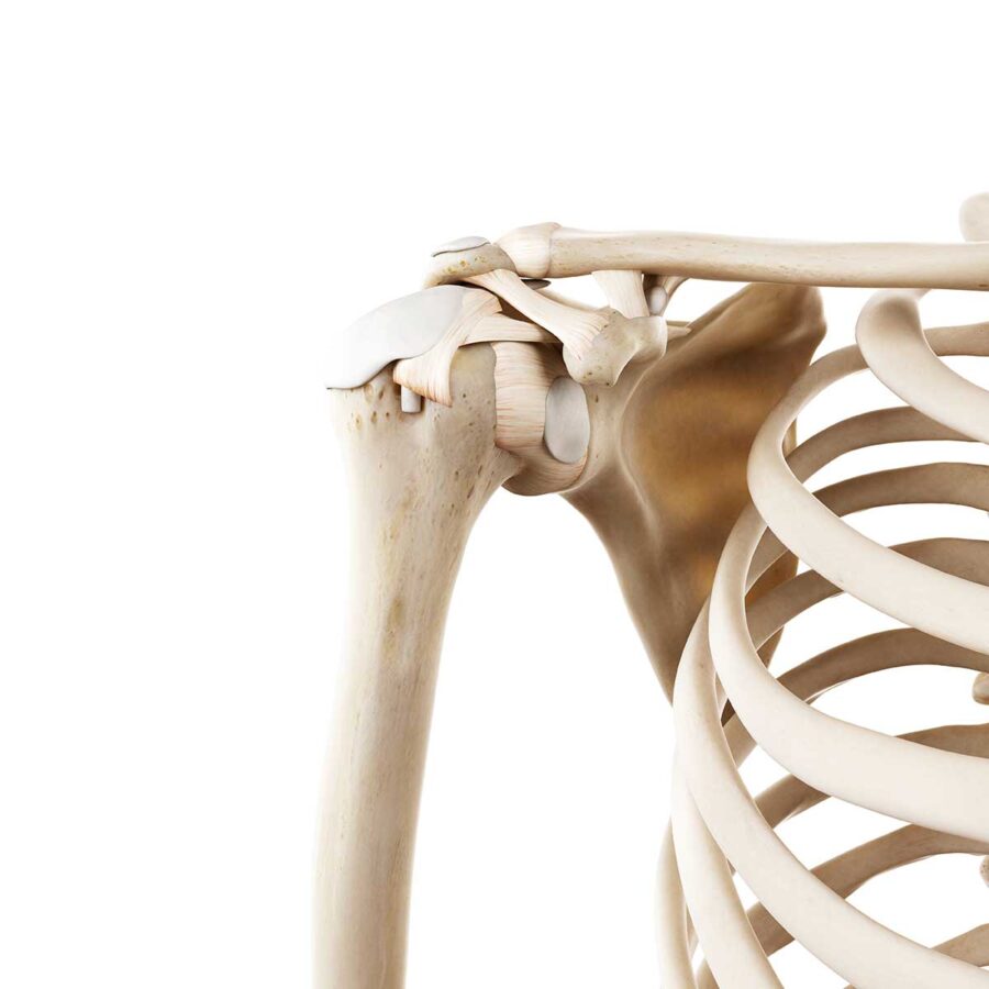 Anatomie épaule instable